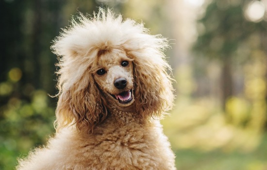 Curls, Cleverness, and Canine Lore Challenge