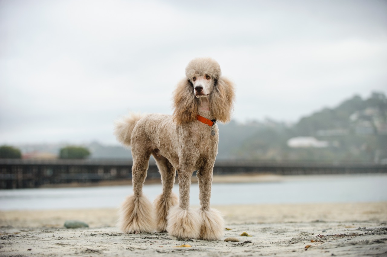 poodle-trivia_658448938.jpg