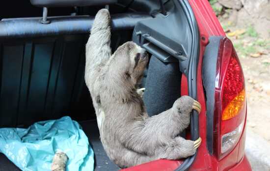 Rainforest Slowdown Showdown