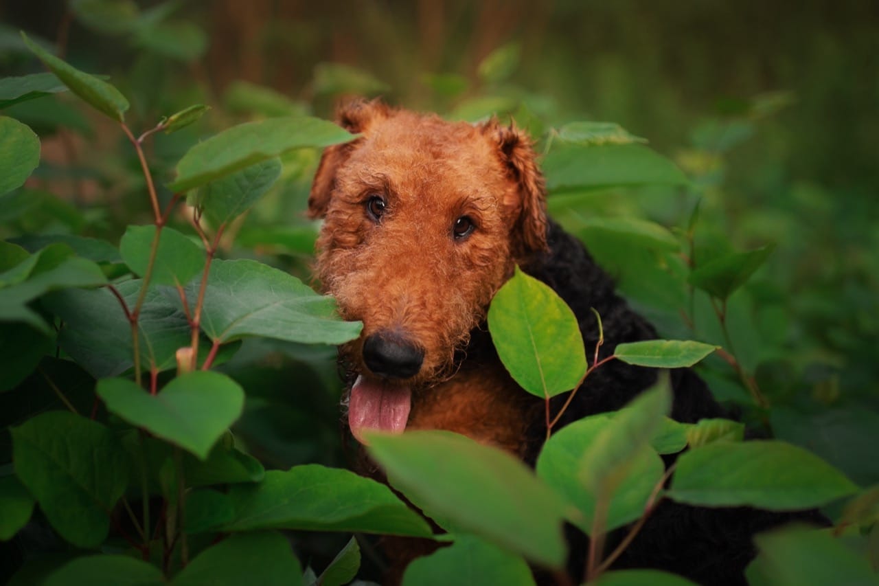 The Whiskered Guardian Challenge