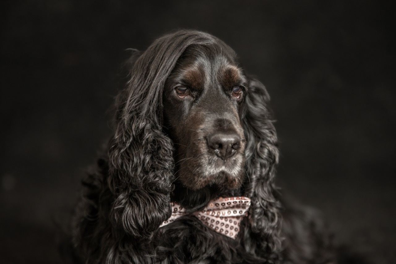 spaniel_2428928387.jpg