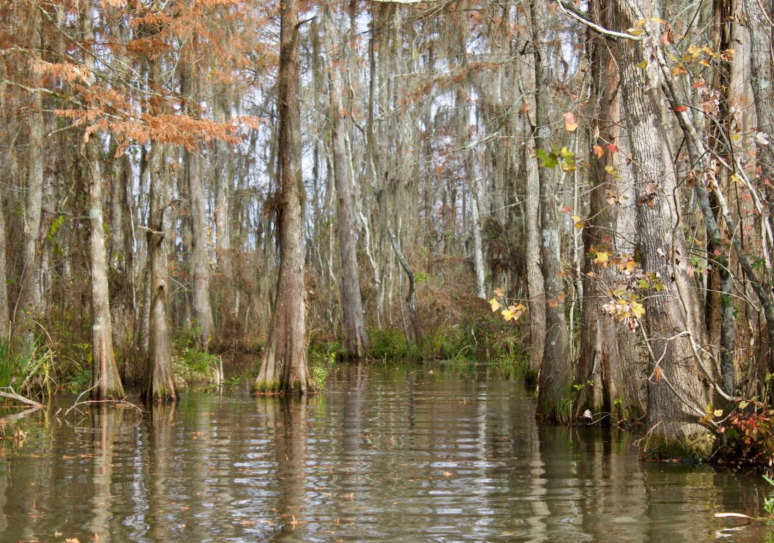 Canopy Chronicles Knowledge Challenge