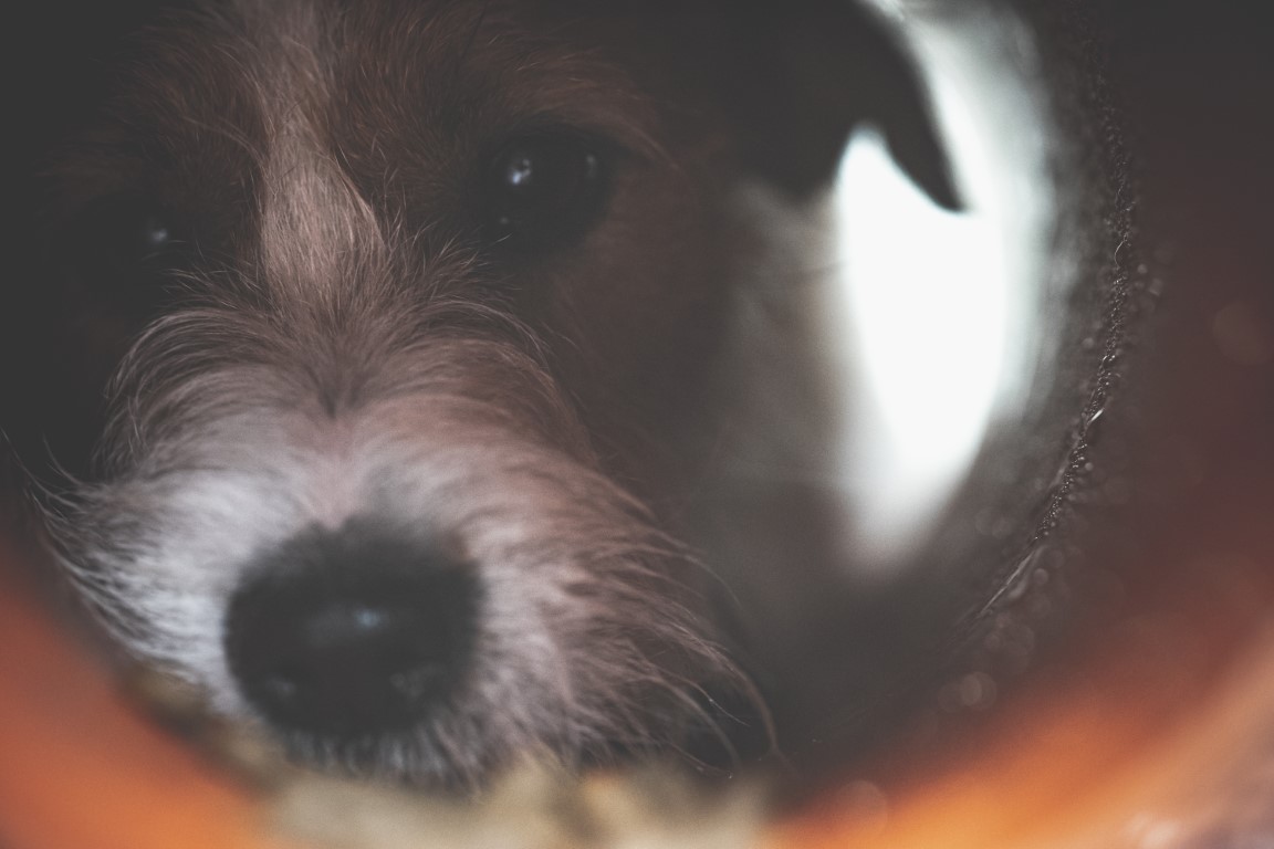 Pocket Dynamo: The Small Terrier Masterclass