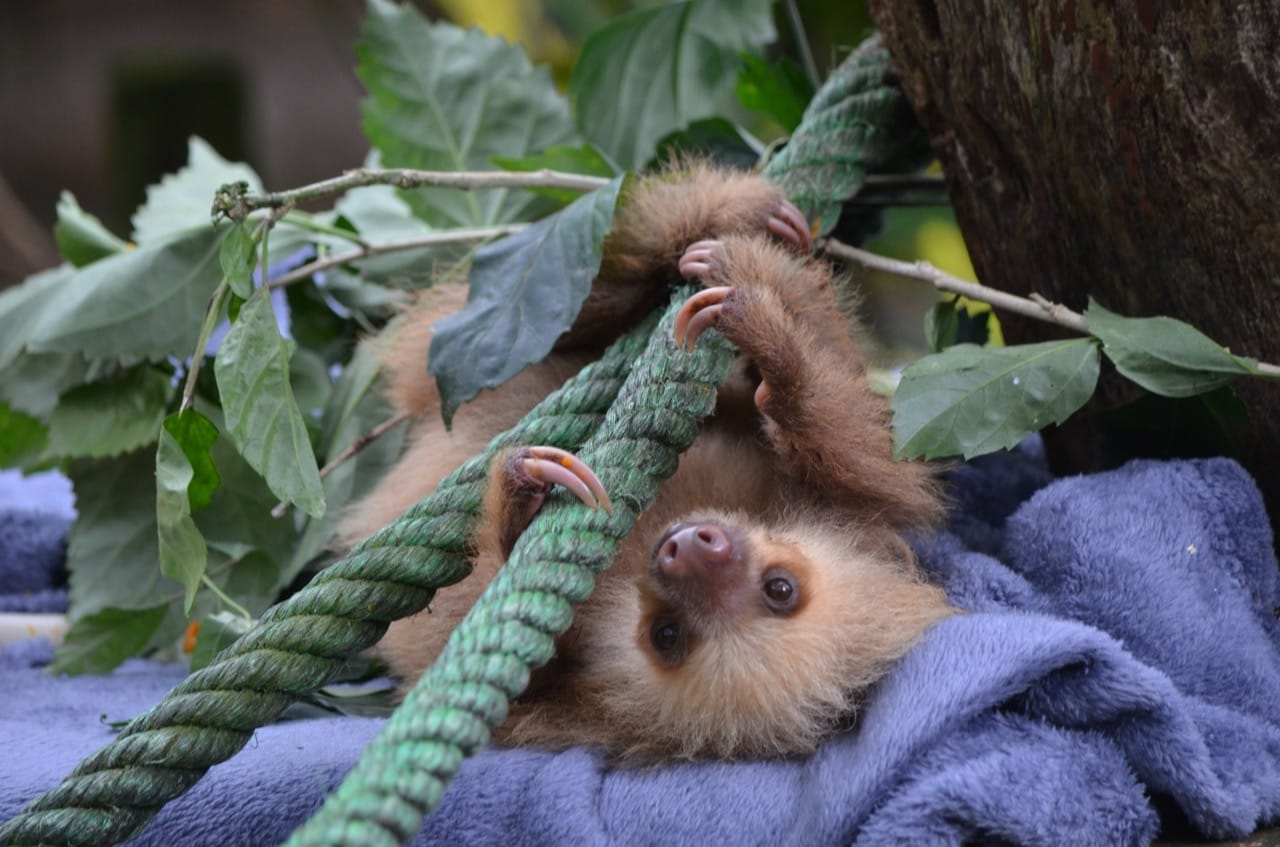 sloth_2481575427.jpg