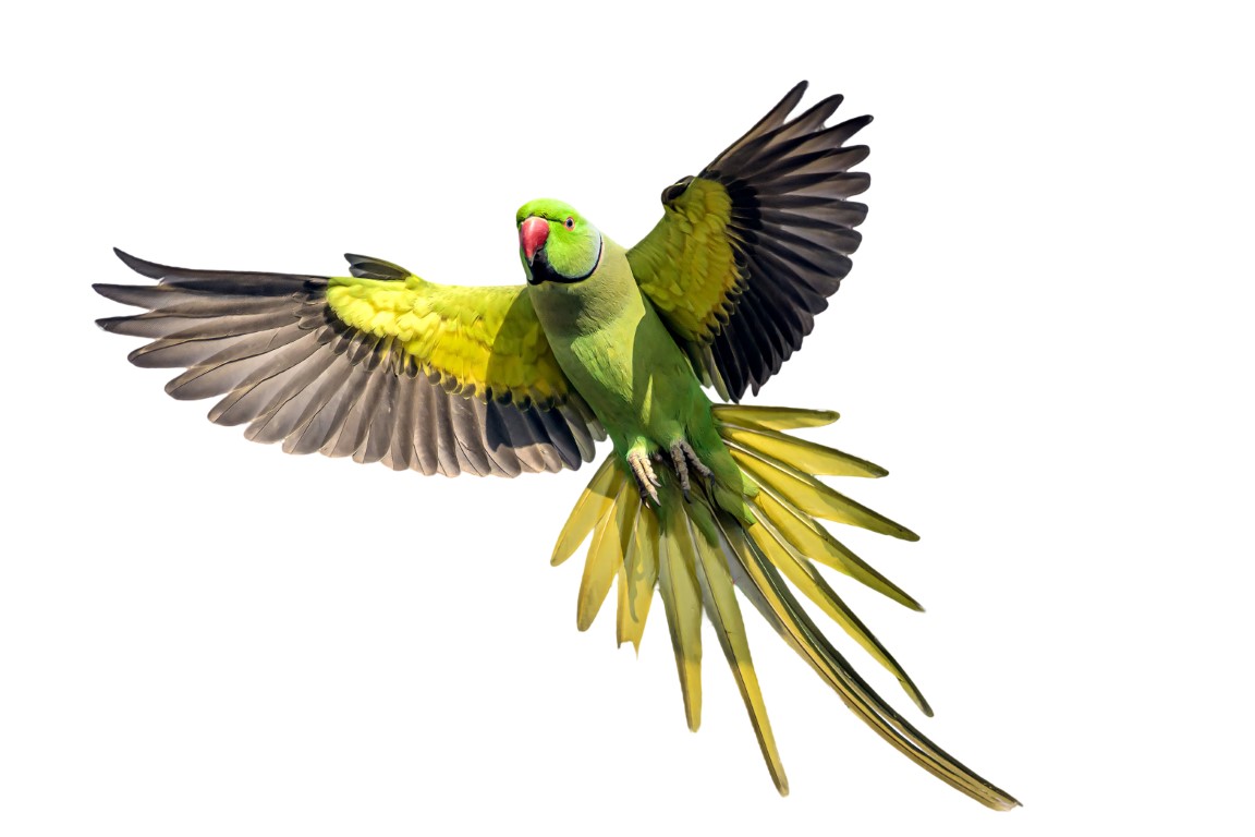 Feathered Chatter Masters