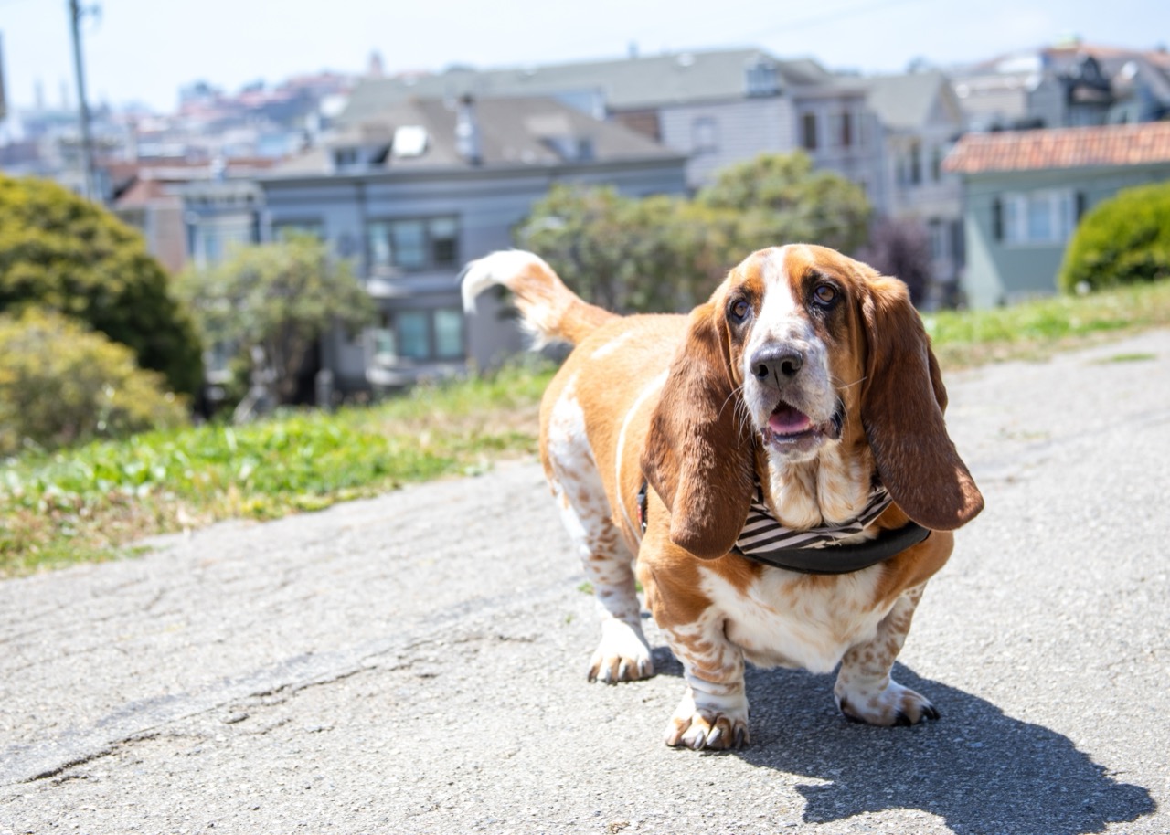 basset_hound_2384837515.jpg