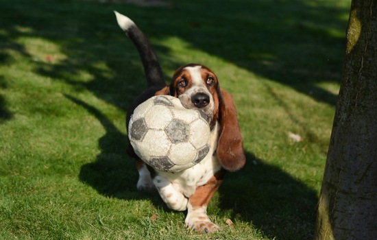 Low Riders and Loud Howls