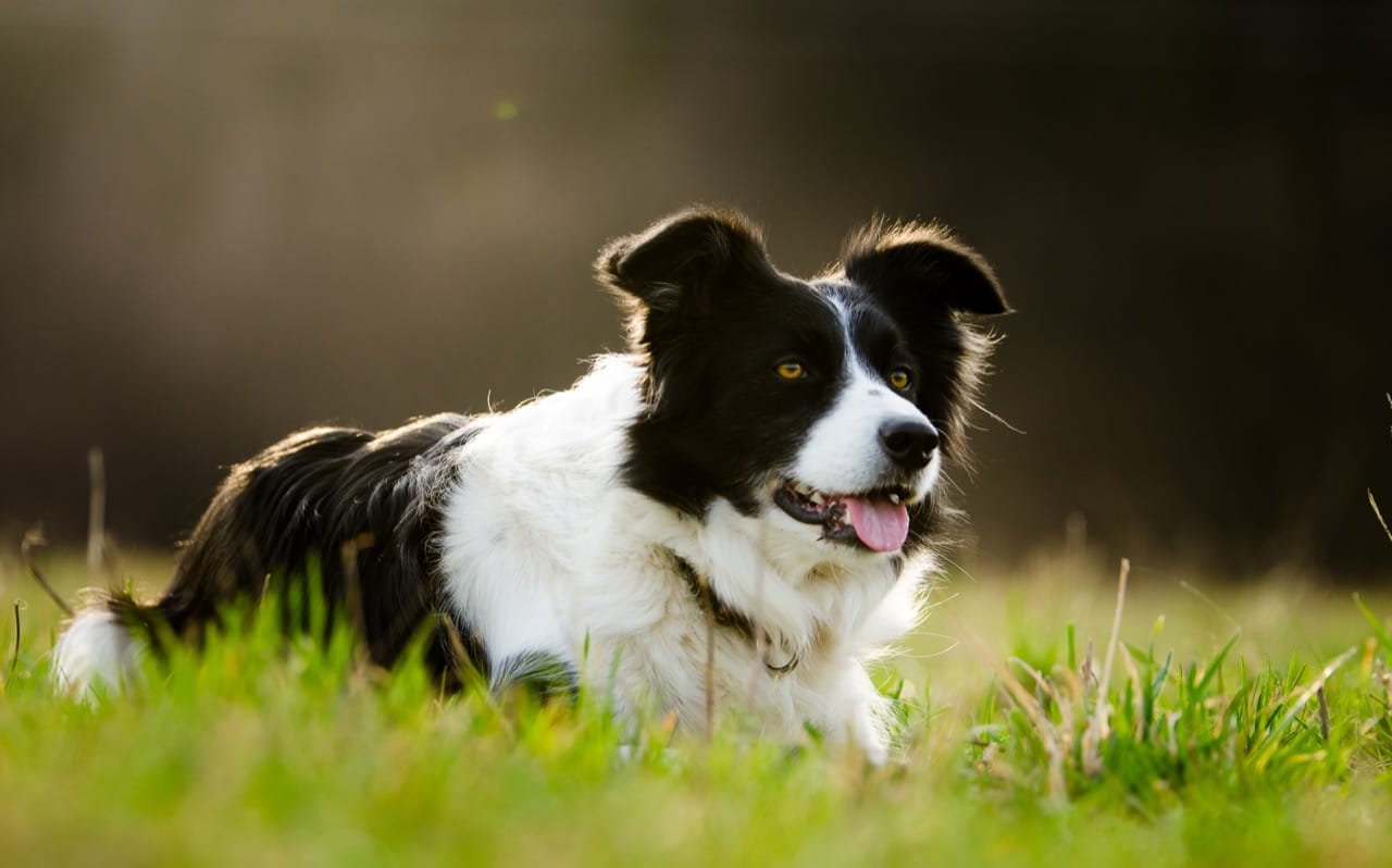 border-collie_280717715.jpg