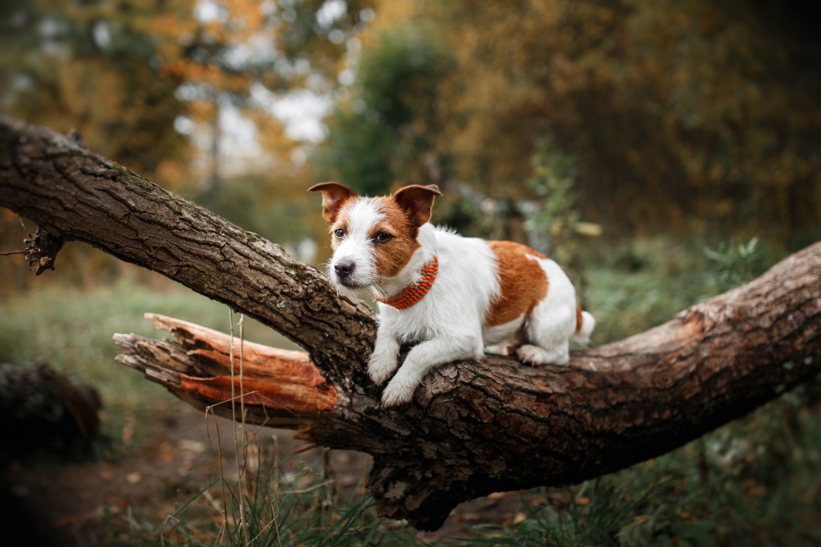 jack-russell-terrier_324495923.jpg