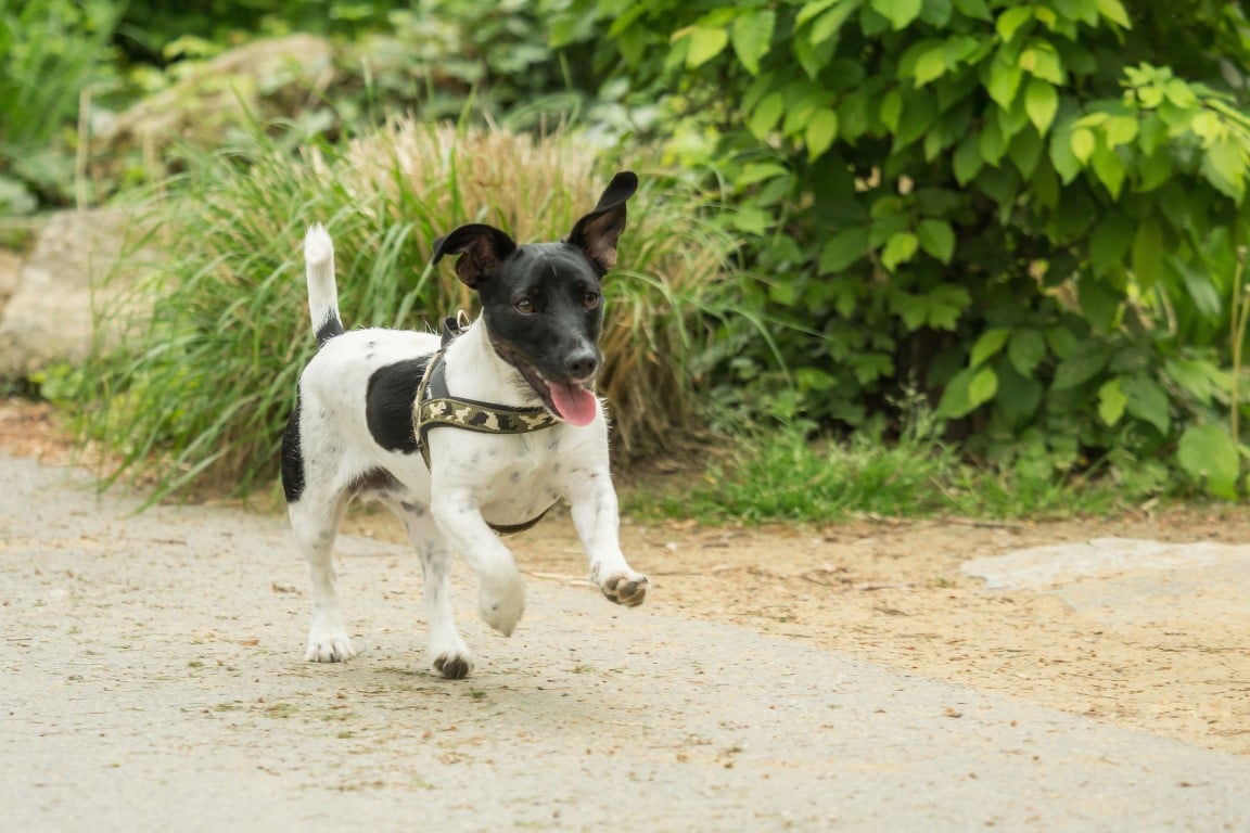 How Terrier-Turbo Are You?