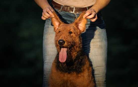 How Airedale Are You? The Terrier Energy Meter