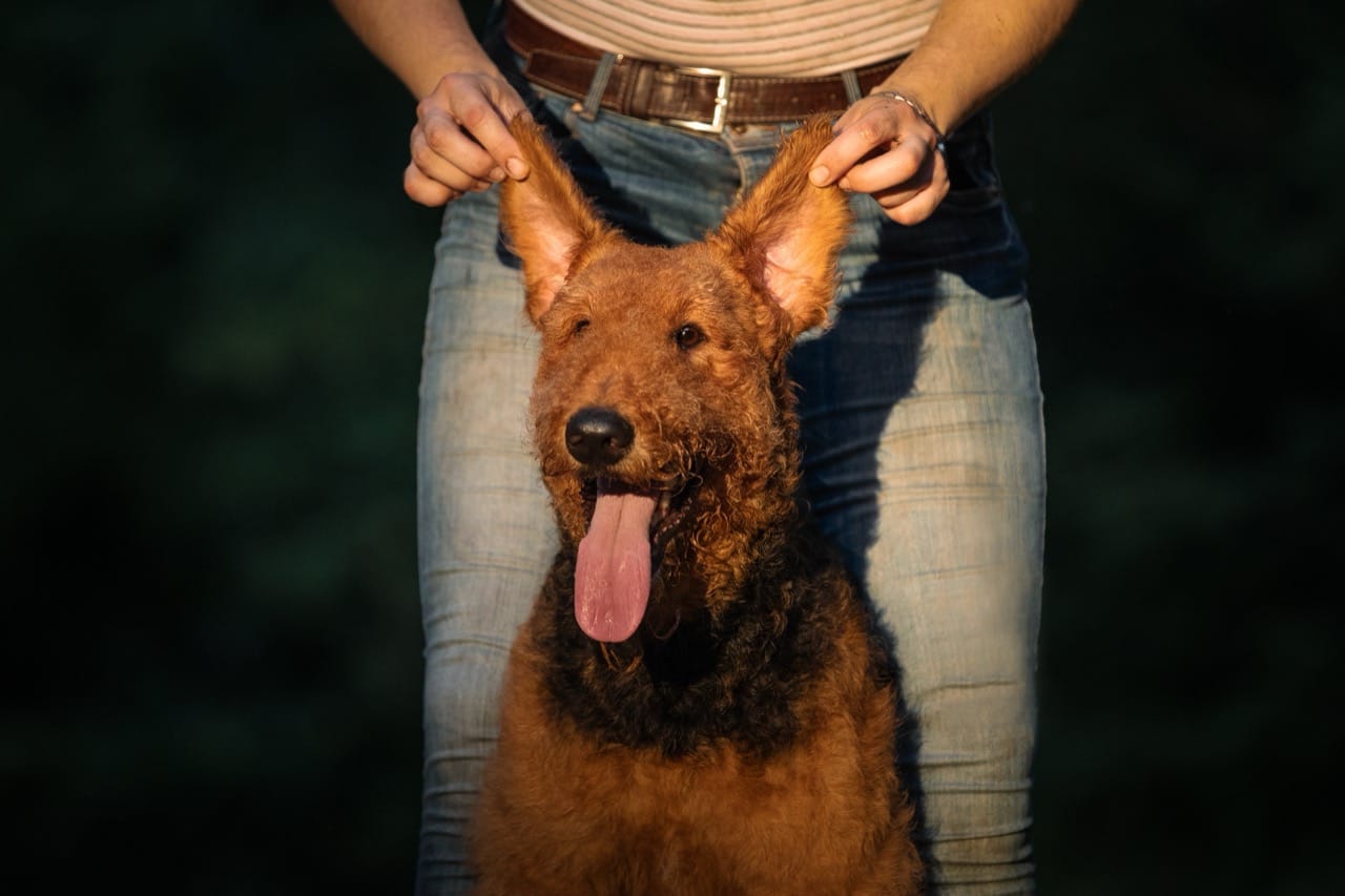 How Airedale Are You? The Terrier Energy Meter