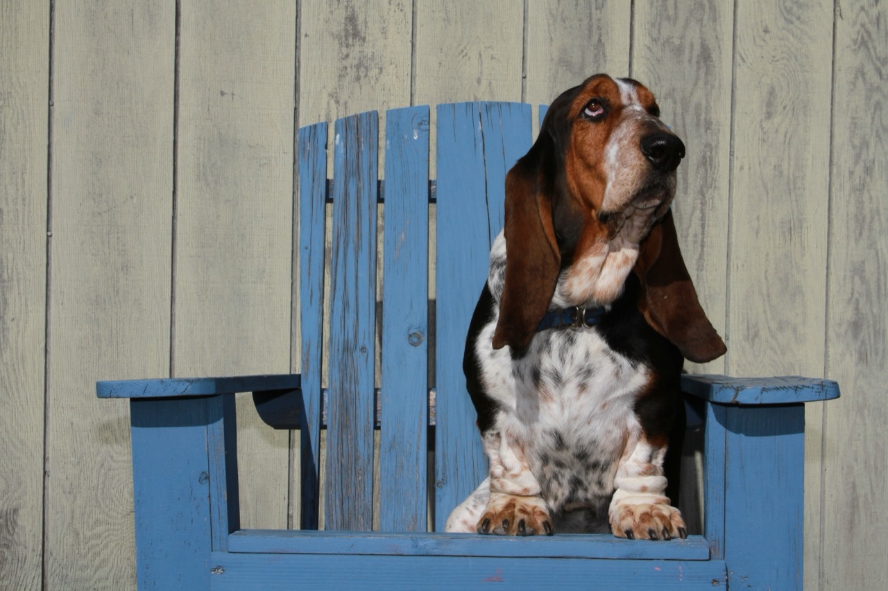 basset_hound_2383356339.jpg