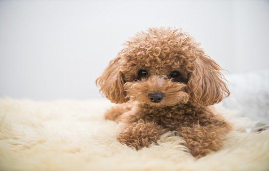 Curl Power: Which Poodle Mix Energy Matches You?