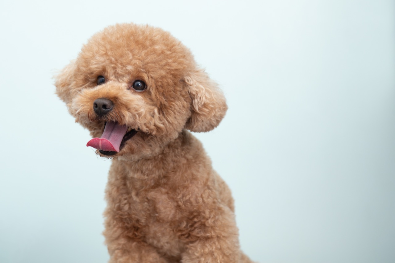 poodle-trivia_1671335719.jpg