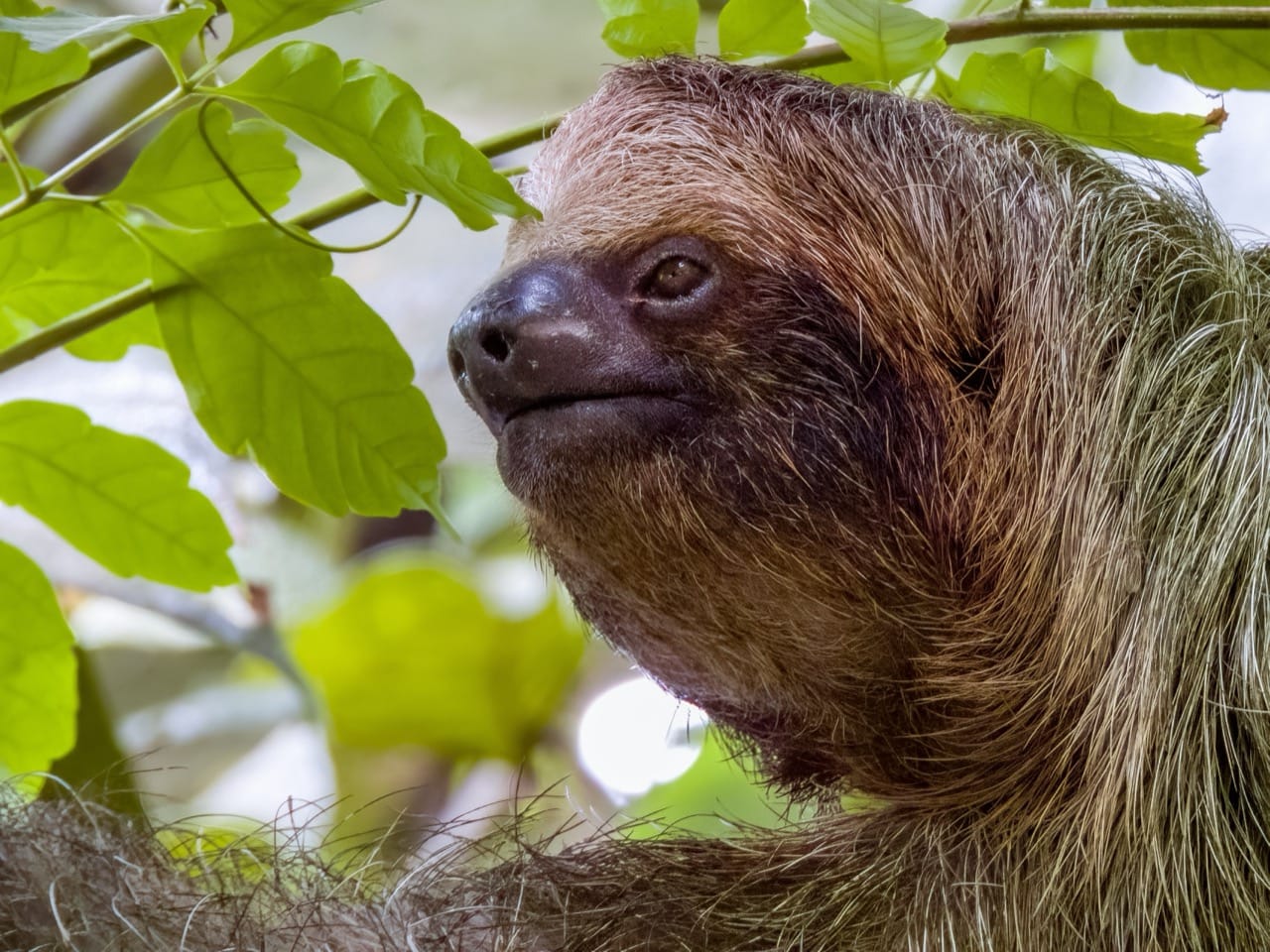 sloth_2480852997.jpg