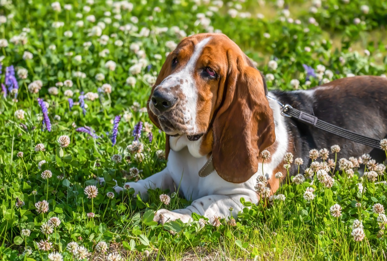basset_hound_2326899187.jpg