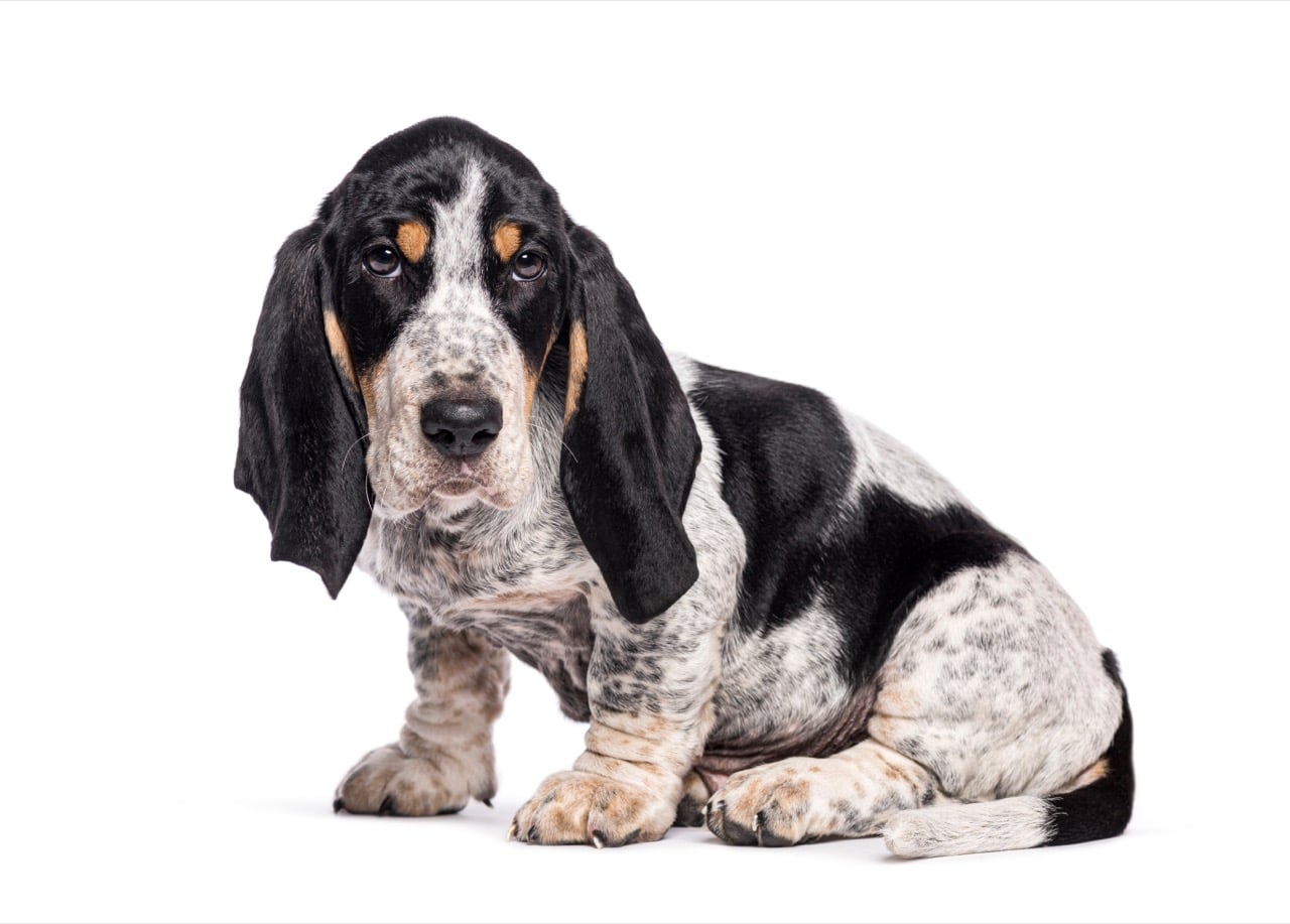 How Hound-Hearted Are You? A Long-Eared Personality Quiz