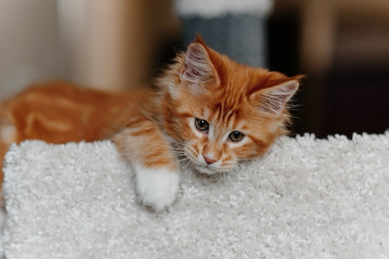 Whiskerwise Basics Challenge