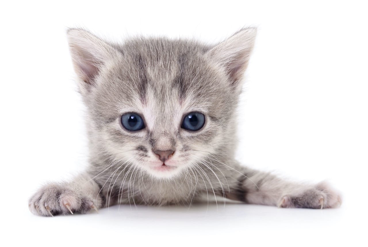 Fur Real Facts Challenge