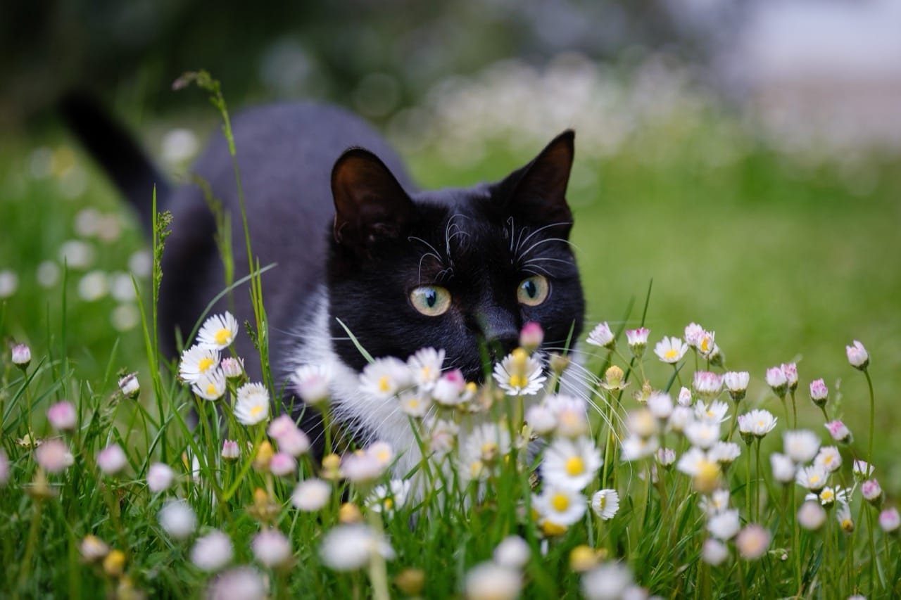 Feline Genius Knowledge Trial