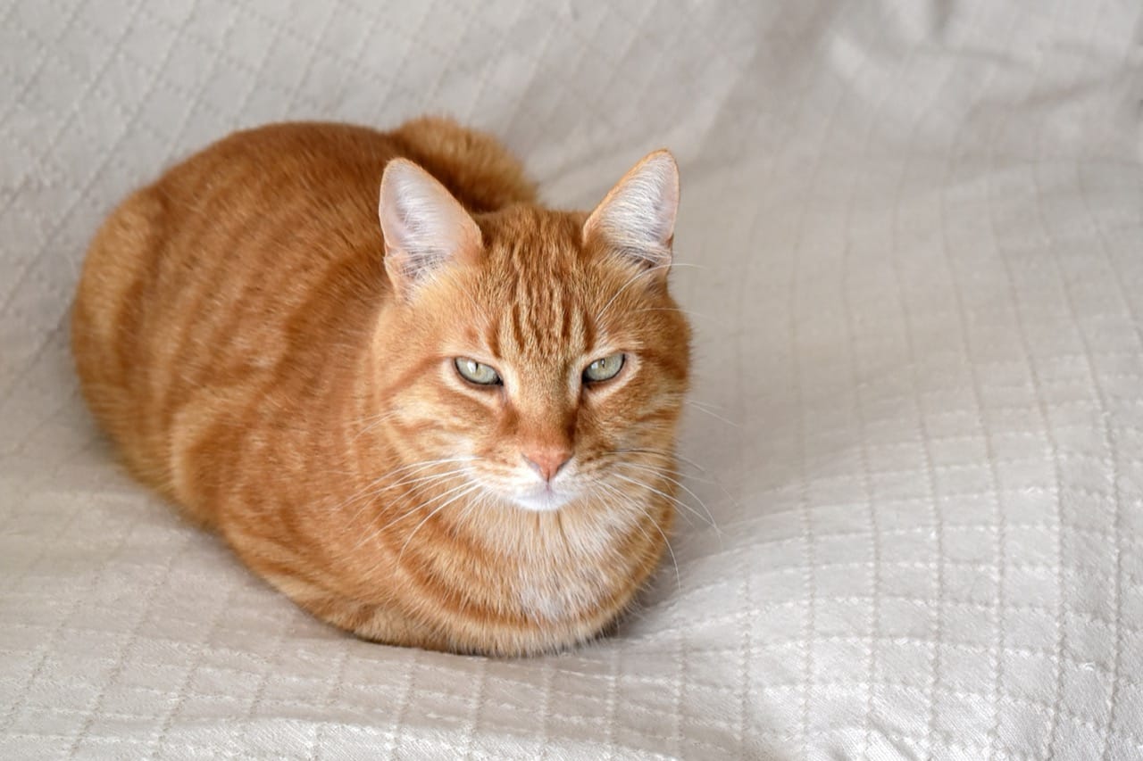 The Great Cat Fact Gauntlet