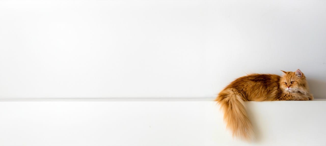 Catwalk of Knowledge Sprint