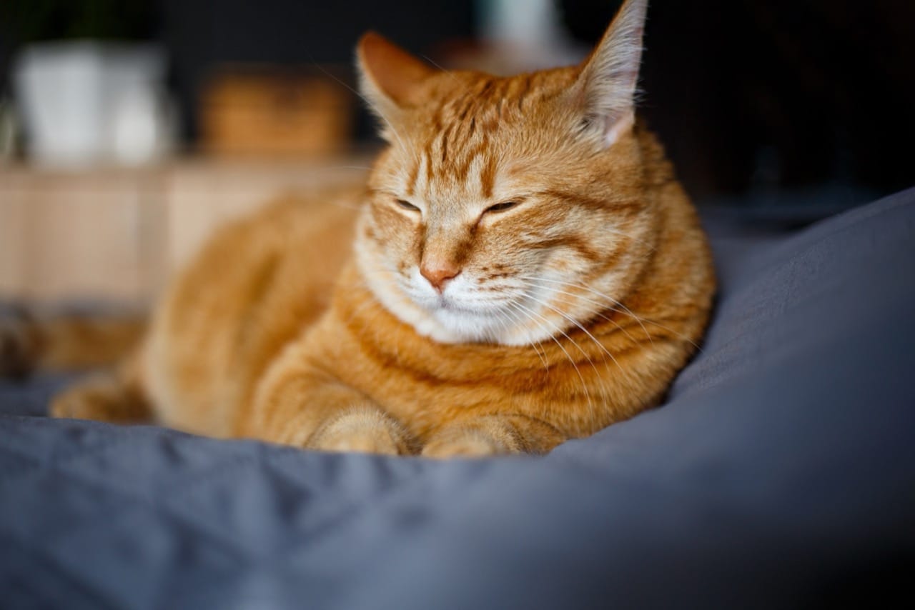 Prowling Expert Knowledge Gauntlet