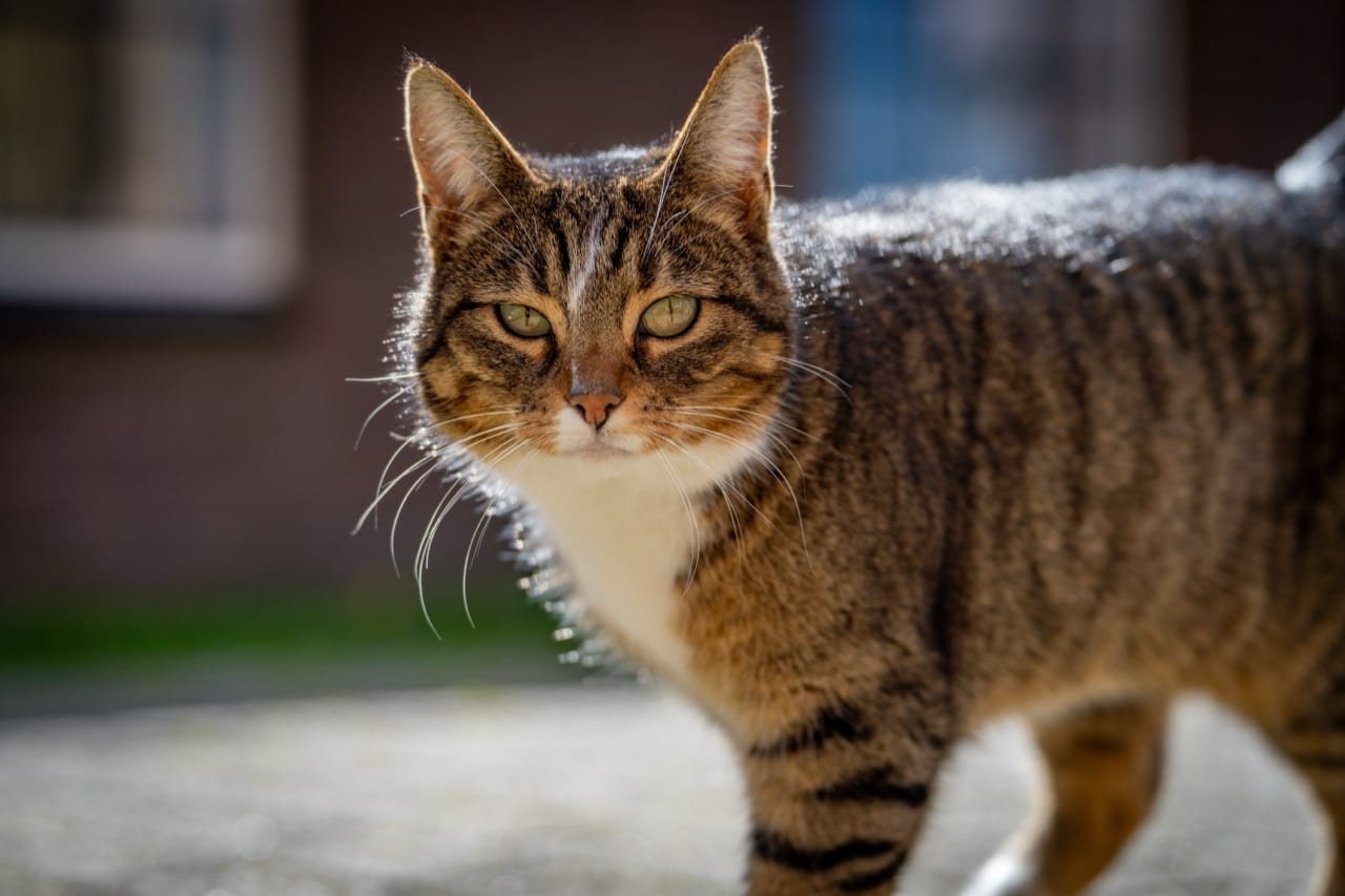 Whisker Wisdom Challenge