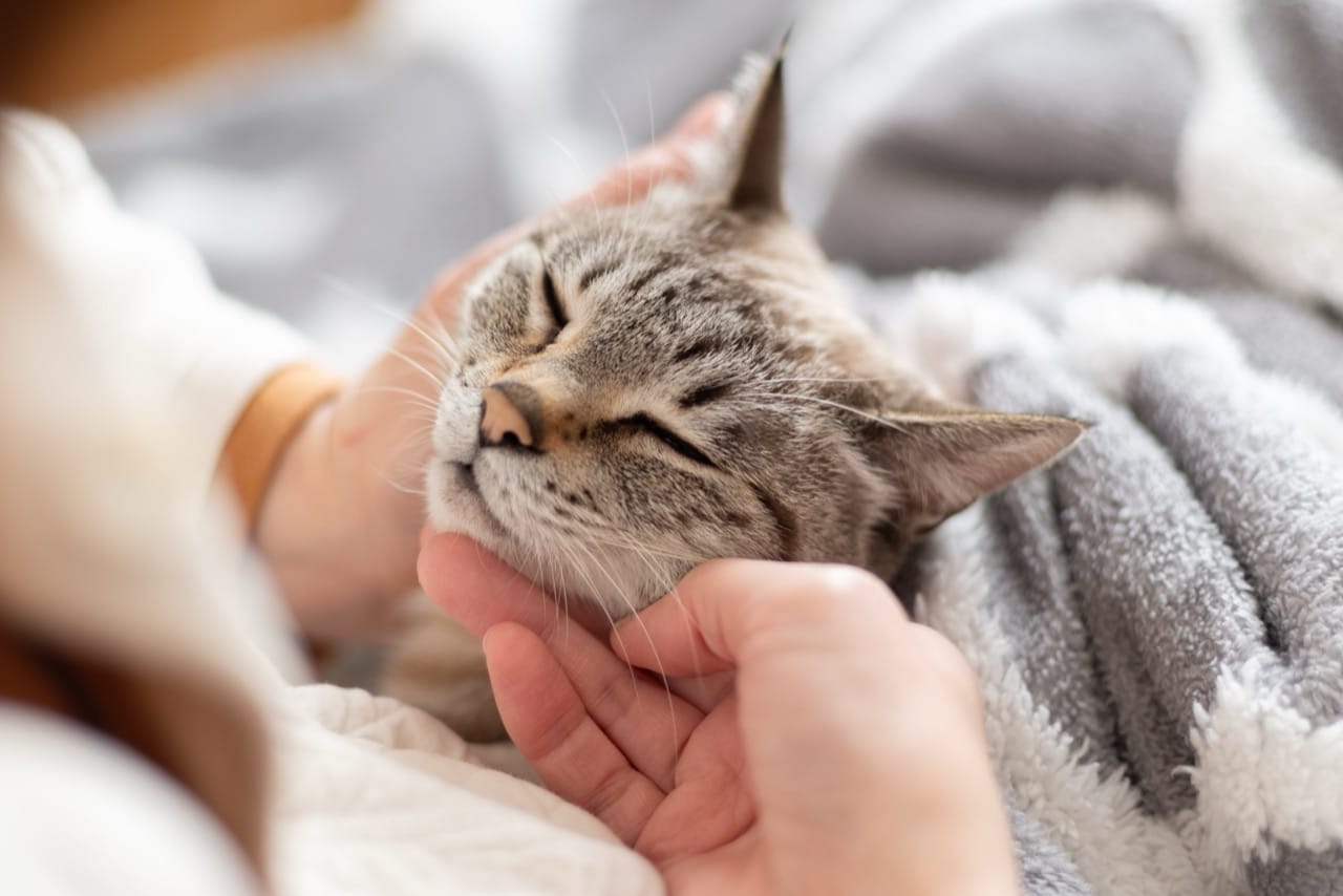 Midnight Library of Cats