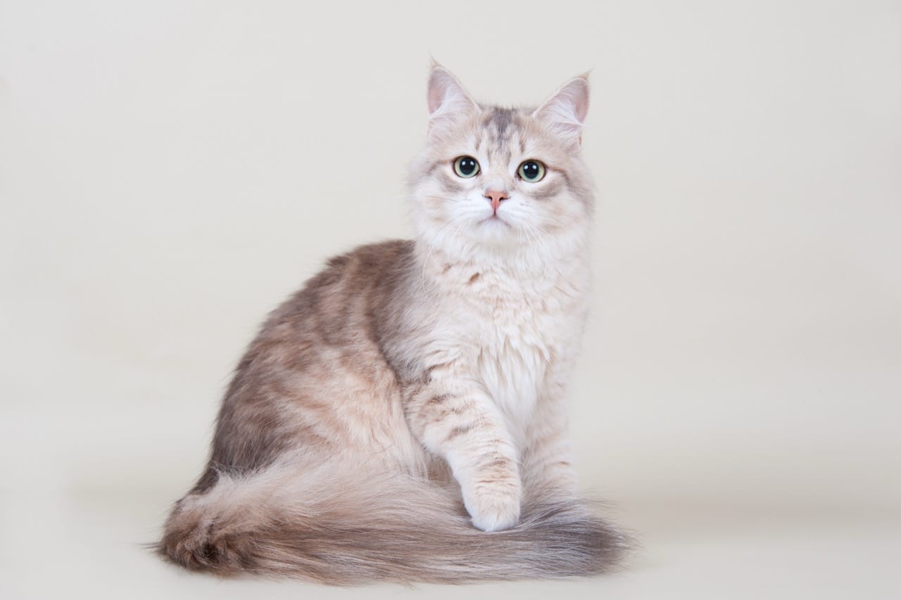 Whiskers and Wonders Cat Trivia Challenge