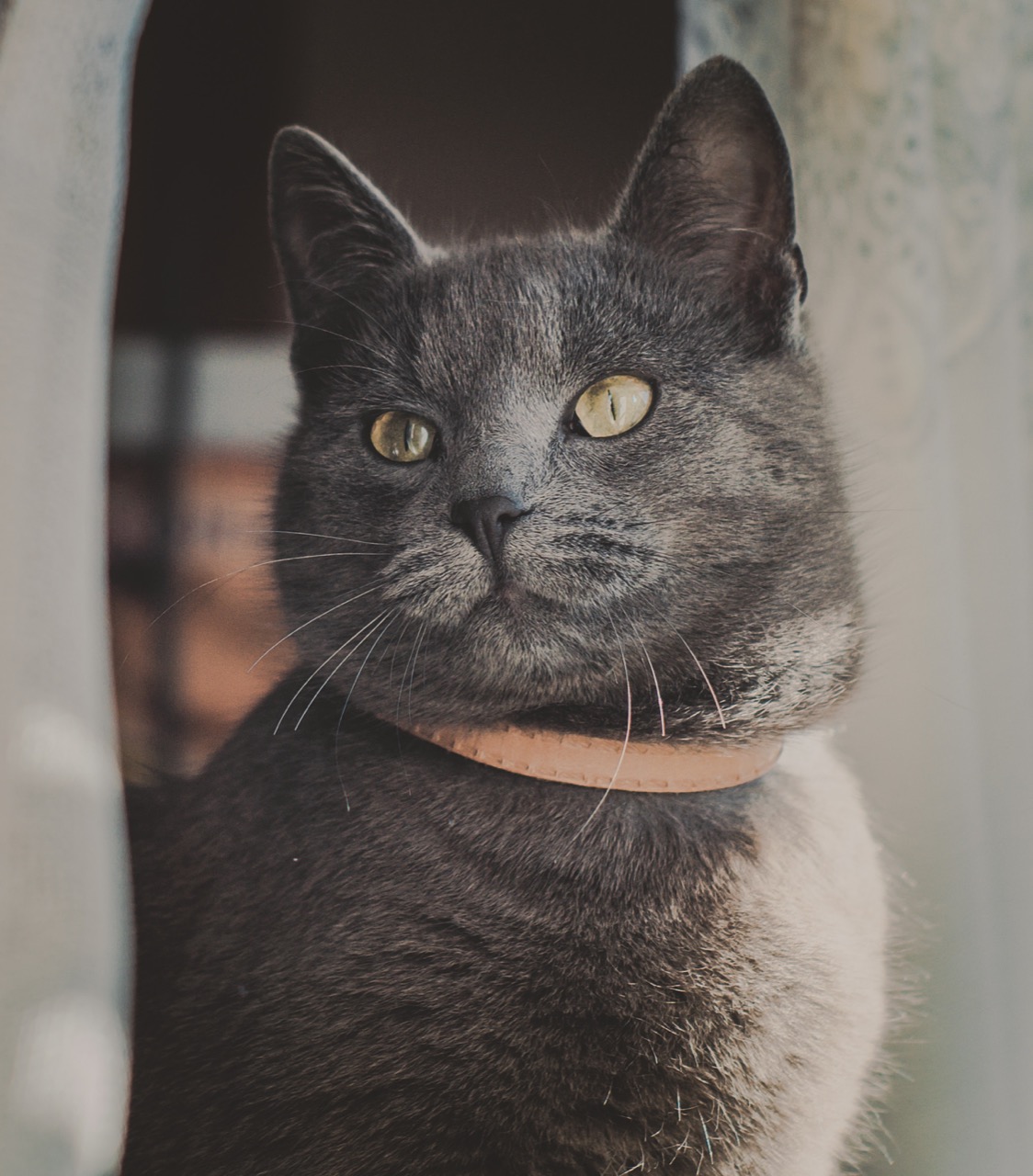 How Much Do You Really Know About Cats