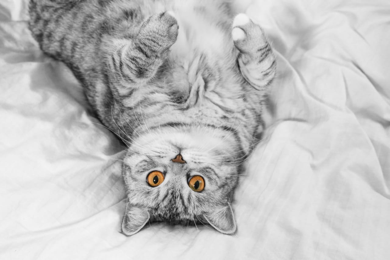 Cat Curiosities Quiz for Curious Minds