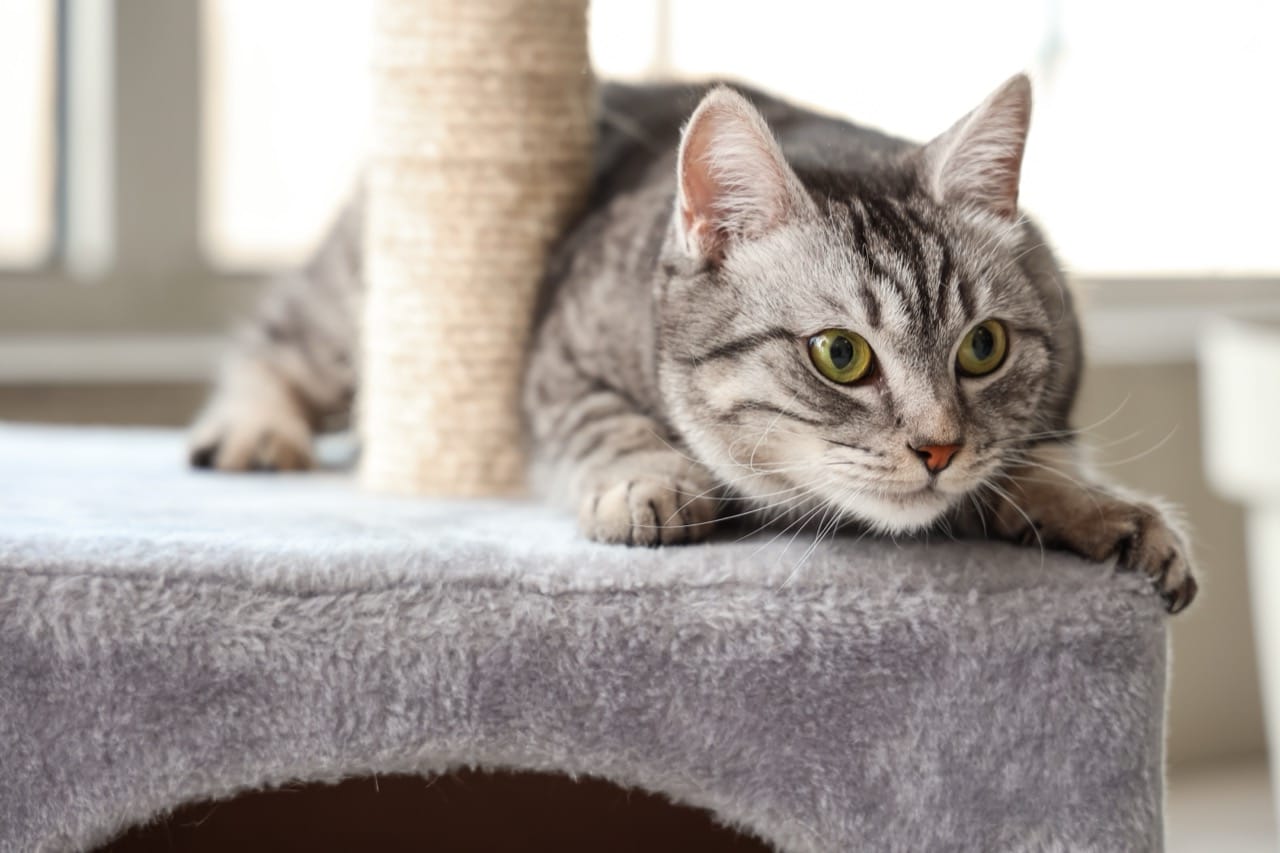 From Purrs to Pawprints Cat Trivia Tour