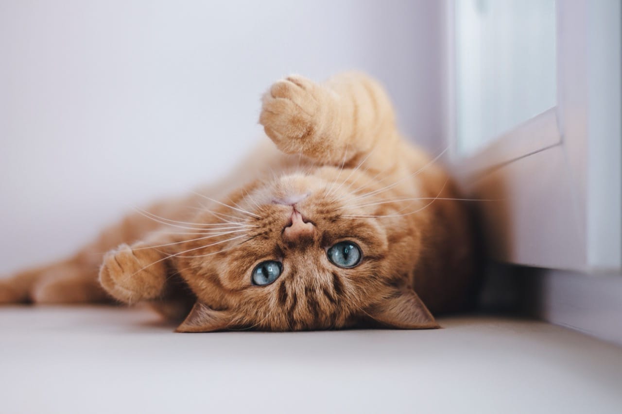 Speed Round Cat Facts Under Pressure