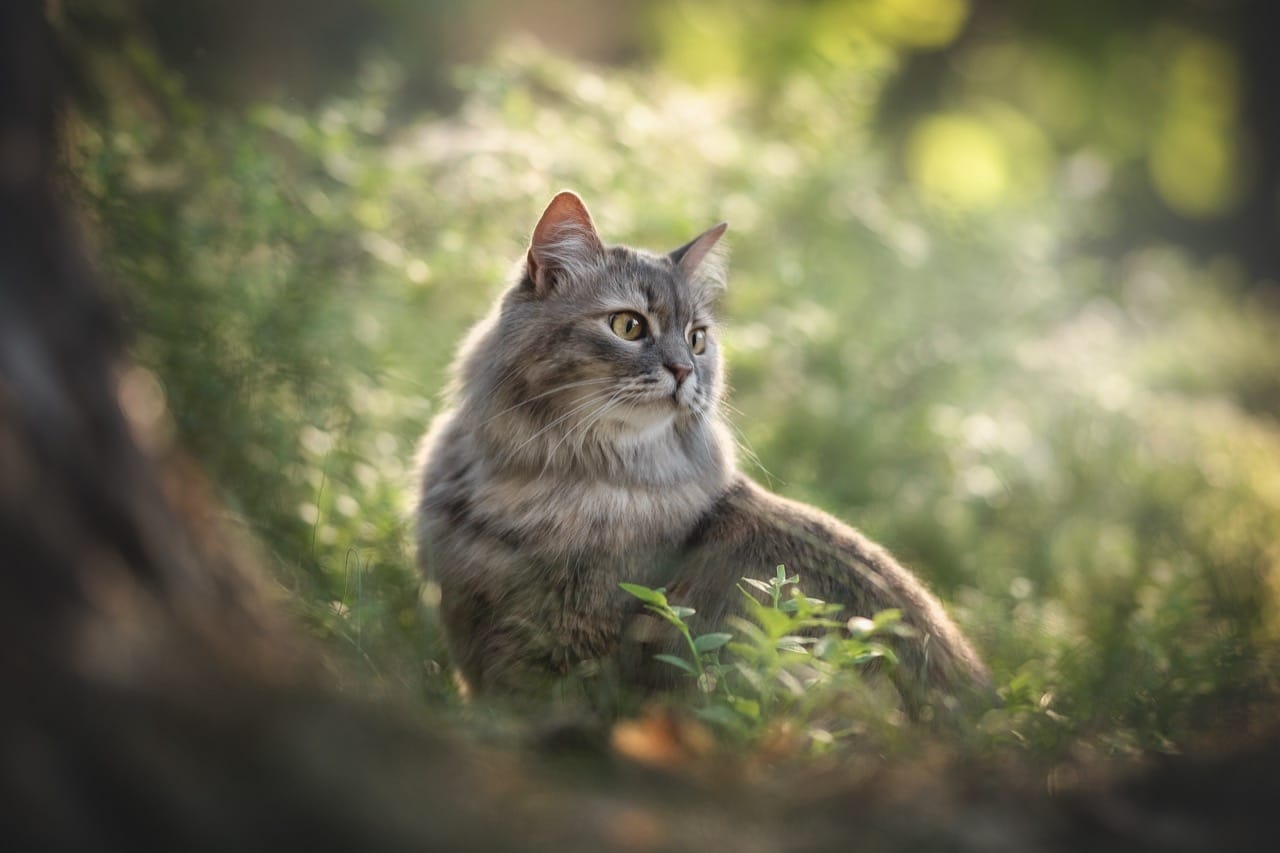 Household Cat Habits Explained