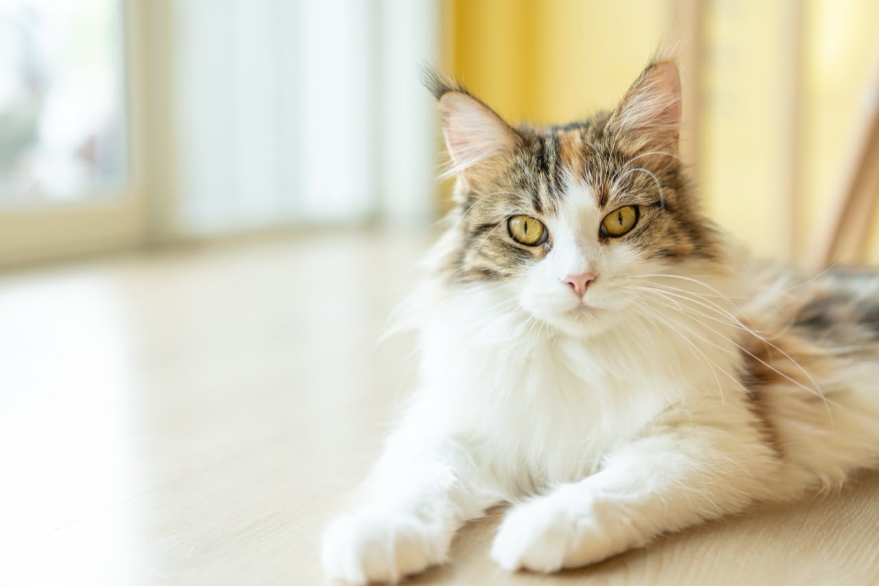 Around the World in Cat Facts