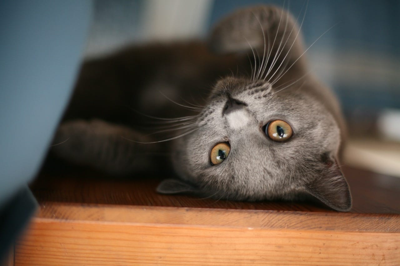 True or False Cat Claims Under Scrutiny