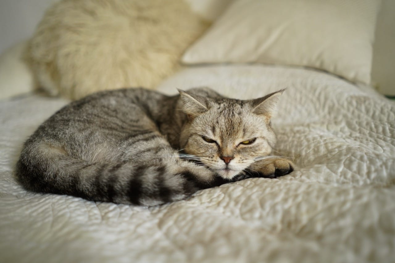 Doorway Dashers and Sunbeam Sleepers Quiz