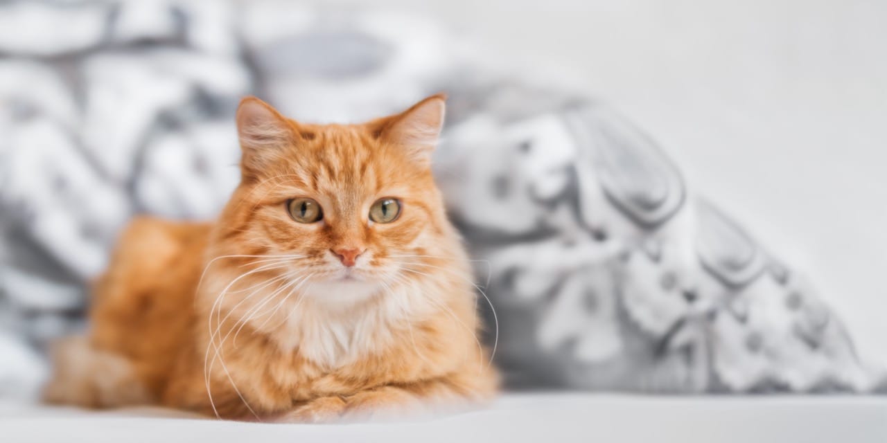 House Cat Habits You See Every Day